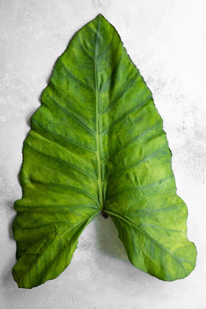 Colocasia leaf for making patra